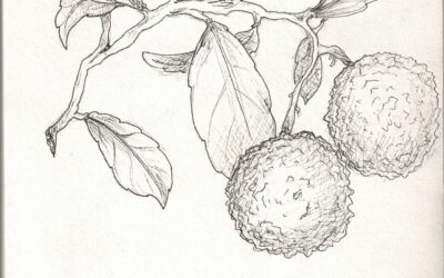 Les nouveautés de cet hiver – épisode 2