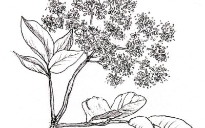 Les nouveautés de cet hiver 25/26 – épisode 1